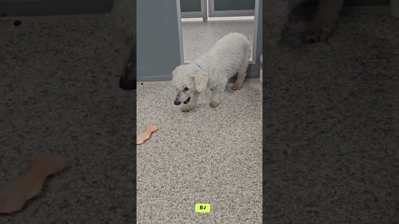 BJ (AP26-94), a Adoptable Bichon Frise in Peyton, CO video 6/6