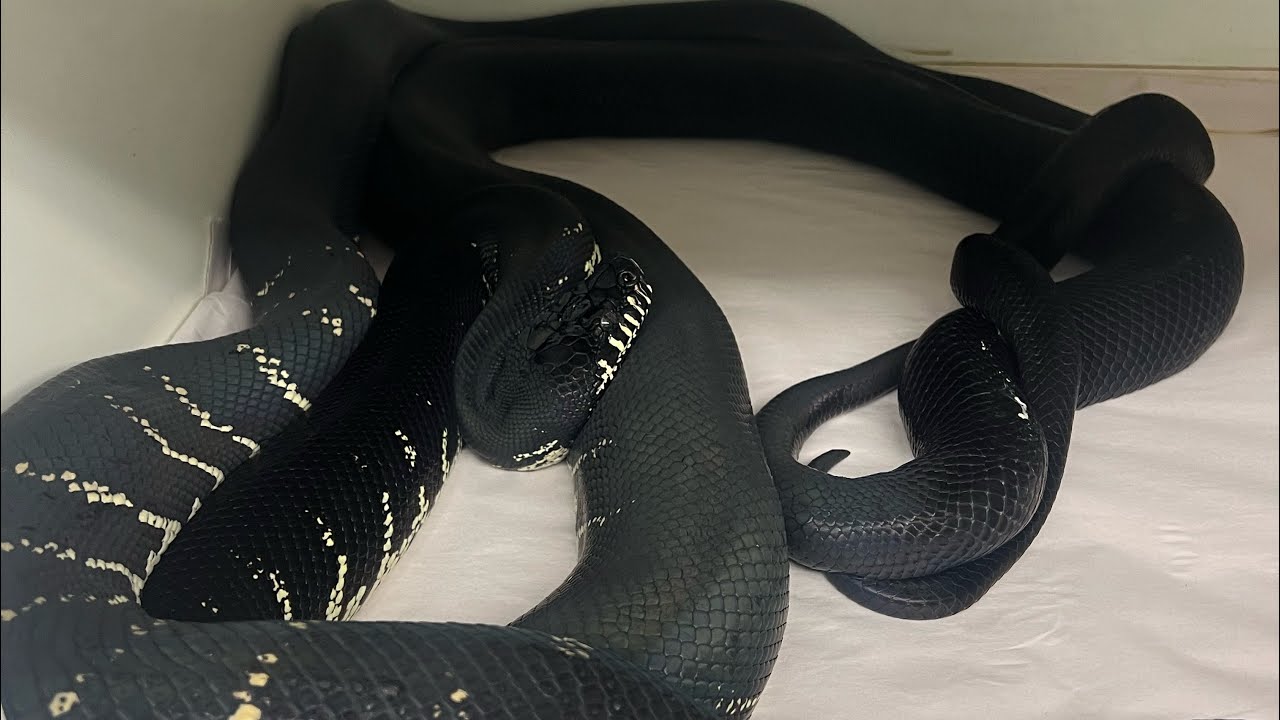 Reptile Parasites - The Basics and that Fun Math!