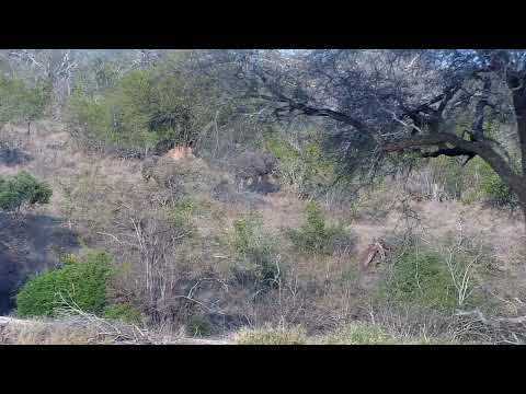 Djuma: Two Elephants feeding across the dam - 16:55 - 09/15/2022