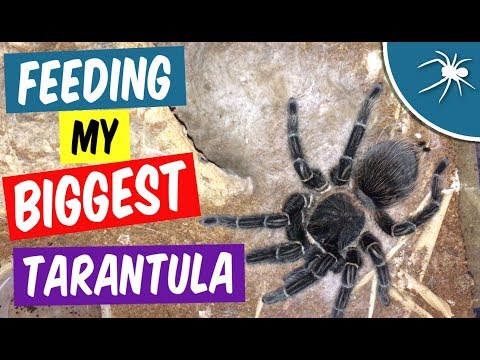 Sklípkavec lososový (Lasiodora parahybana) — kŕmenie obrovskej dospelej samice (The Tarantula Cave)