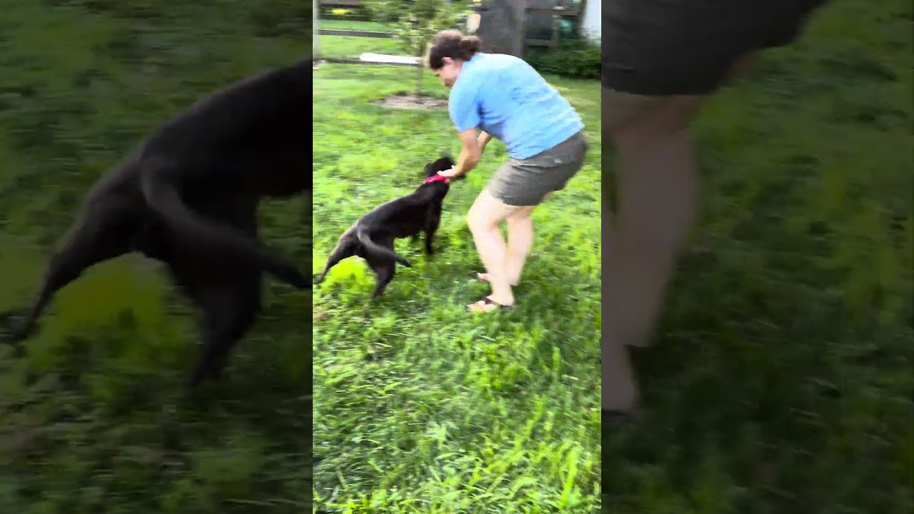 Lumira (Lulu), a Adoptable mixed breed in Warrington, PA video 3/6