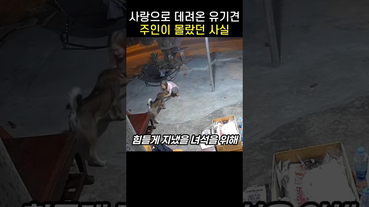 사랑하지만 무서운 반려견의 행동