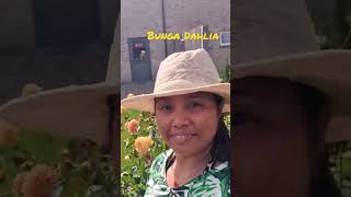 Download lagu mama bunga Dahlia mp3