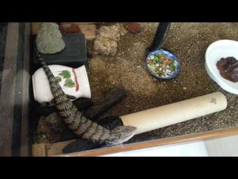 Skink at the Hachurui Reptile Café in Yokohama 🐊