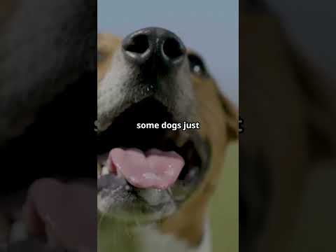 Why Do Some Dogs Howl 🐶