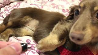 飼い犬に、クワガタを見せたら……