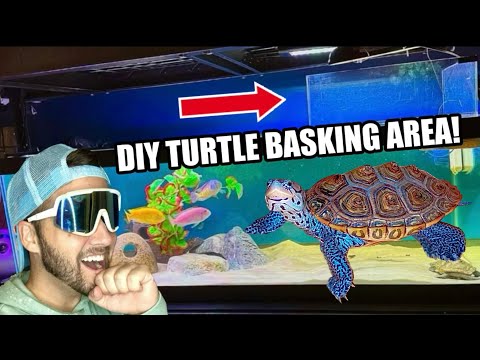 How to Build a DIY TURTLE BASKING AREA!!!
