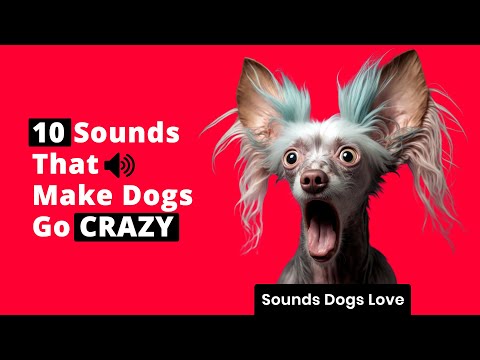 📣 10 Sounds That Make Dogs Go CRAZY 🐶 Sounds Dogs Love ❤️
