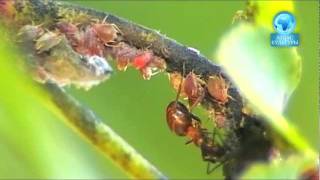 Жизнь муравьев. Суперорганизм.