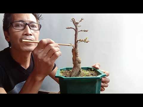 21 jewels bougainvillea "shohin size" bonsai pruning process