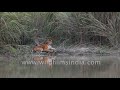 Tiger Twitches Its Tail And Its Ears As It Is Bothered By Insects