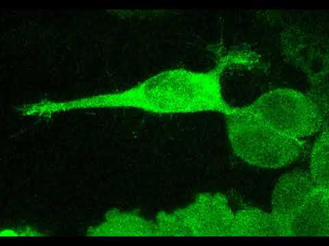 enavasp zmel cell in zebrafish 2 hours 20 seconds time interval