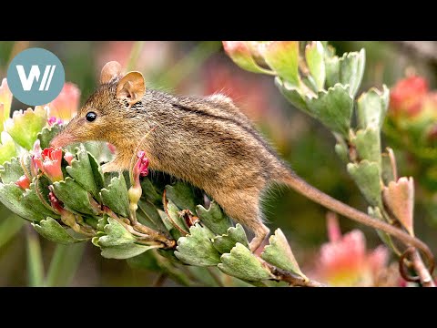 Highway durch Australien - Der Südwesten | Tiere vor der Kamera (2016) | Folge 55/57