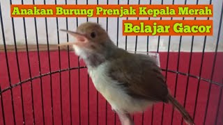Download lagu Anakan Burung Prenjak Kepala Merah || Belajar Bunyi/Ngeriwik Prospek Lomba mp3 Download lagu Anakan Burung Prenjak Kepala Merah || Belajar Bunyi/Ngeriwik Prospek Lomba mp3