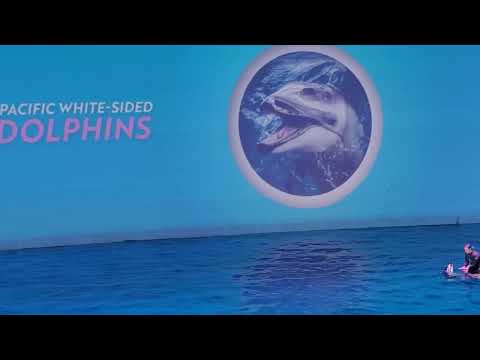 Shed aquarium Dolphin show 1:30 PM-2:00 PM Chicago IL