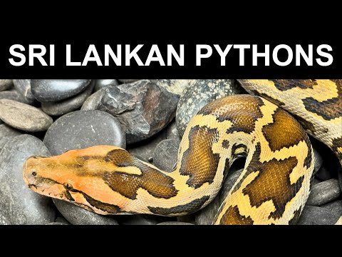 Krajta tigrovaná (Python molurus) — srílanský poddruh, chov a rast