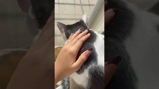 *long sniff* why do cat’s heads smell so good?🫠 | Sir Dorian #cats #fypシ゚viral #catshorts #catvideo