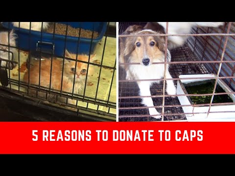 5 Reasons To Donate to Companion Animal Protection Society - Giving Tuesday 2020