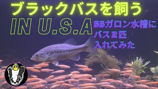 ブラックバスを飼う in U.S.A ５５ガロン水槽にバス２匹と小魚１００匹投入