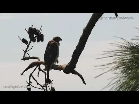 Juvenile Cooper's Hawk Perches On Pine Bough In Savannah, Georgia – Aug. 11, 2020