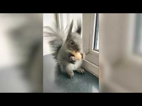 Extrem süßer Eichhörnchen Besuch!