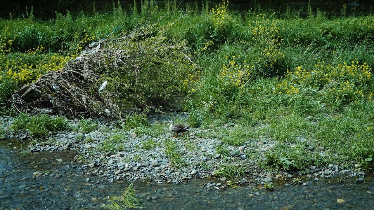 スナップ動画_Snapvideo「野川のカルガモ」