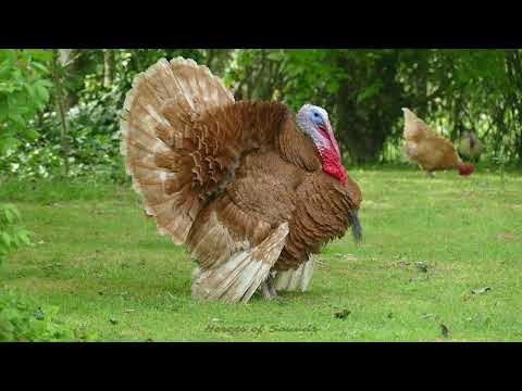 Cri du dindon - le gloussement