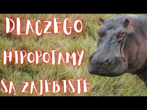 , title : 'Dlaczego hipopotamy są zajebiste'