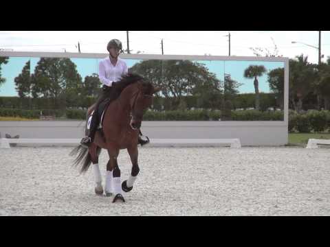 Garth ISF, 2011 KWPN Gelding  SOLD!