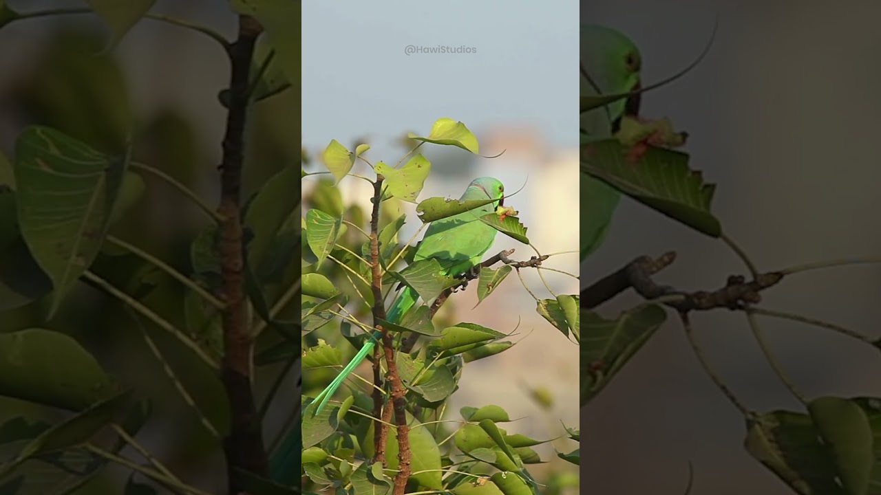 Rose-Ringed Parakeet Biology and Foraging Mechanics