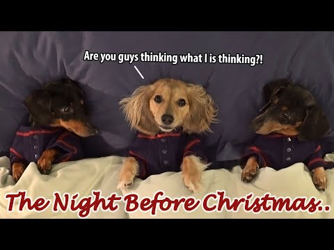 Ep 53: Dachshund MISCHIEF on the Night Before Christmas! (Part 2)