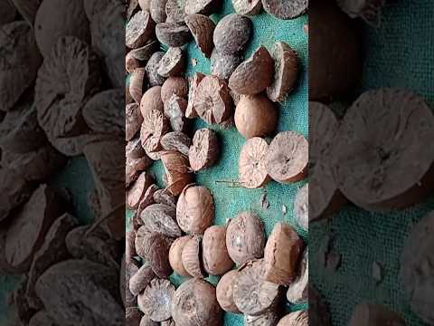 Gutkha Kaise Banta hai | Rajani Ganda Making Proses #gutka