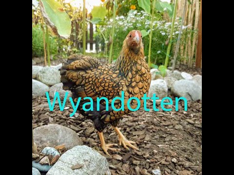 39.  WYANDOTTEN im RASSEPORTRAIT