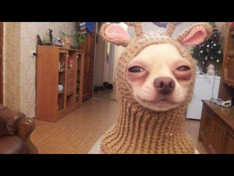 Killer Instinct vs Sabrewulf Killer- Rank