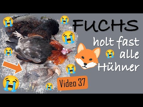 😭🦊 8 Hühner (mit Glucke und Küken) vom Fuchs geholt - Wir sind so unendlich traurig! - Hühner 37