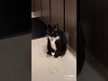 Moments In A Tuxedo Cat S Life Tuxedo Cat Meme 5