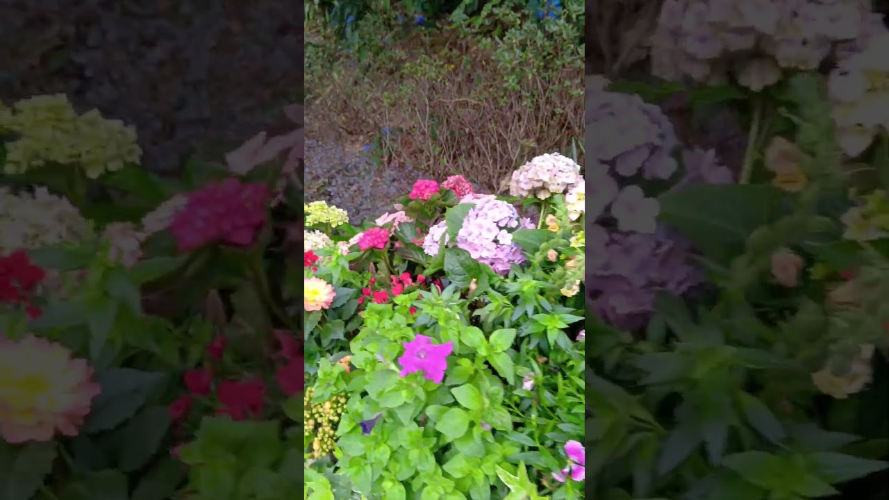 YouTube Short thumbnail