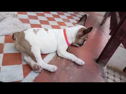 French Bulldog cute Scooby play with his friends Pluto The rottweiler