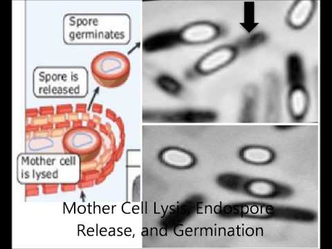 Sporulation in Bacillus Subtilis