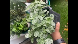 Fittonia 'Nervous' Plants: What's Causing Them To Die