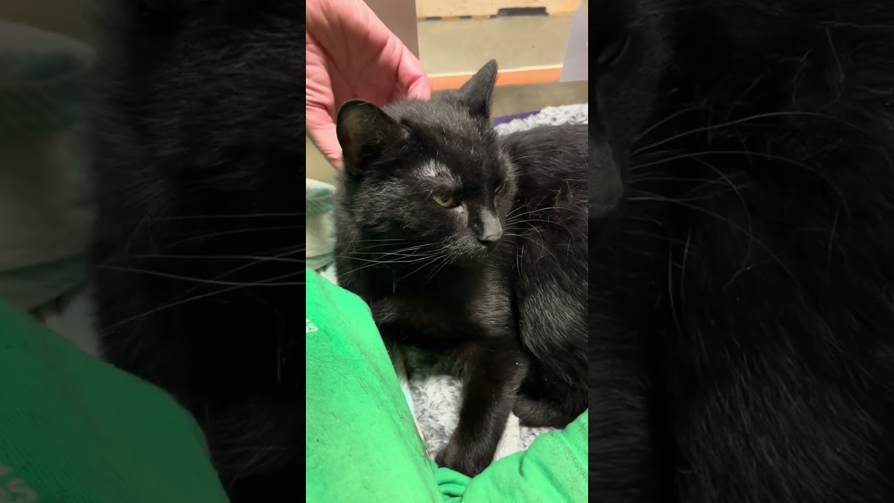 Enlarge Kanda, an adoption pending Domestic Short Hair in Scarborough, ON video 5/5