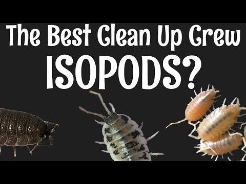 The Best Clean Up Crew Isopods?