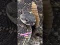 Can you determine age of a Rattlesnake by counting the rattles 🐍? 🐍