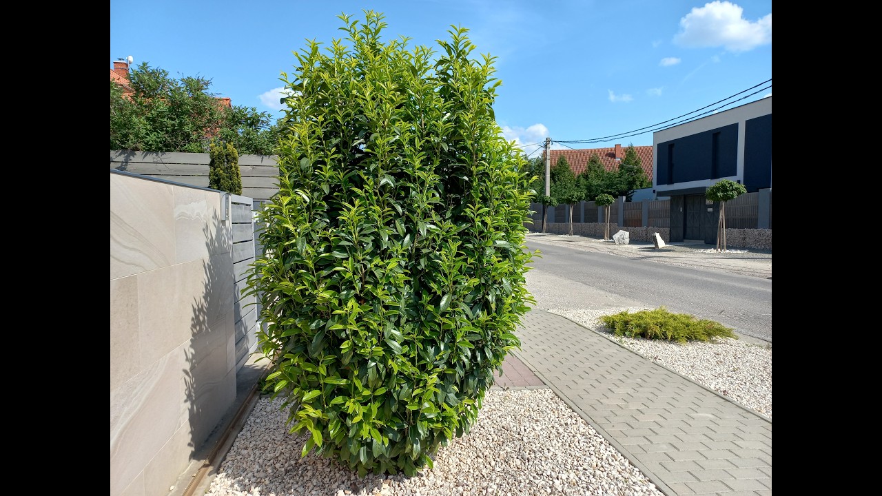 Melyik a jobb sövény? A terebélyes Novita vagy a karcsú Genolia babérmeggy?