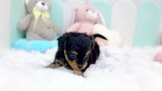 ハーフ犬の動画01