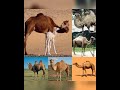 The Kids ABC S At The Zoo Collage Edition