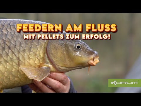 Feedern am Fluss - Mit Pellets zum Erfolg! #korum #fluss #karpfenangeln