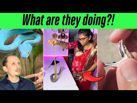 Zoologist Reacts to SHOCKING Venomous Snake TikToks (pt.3)!