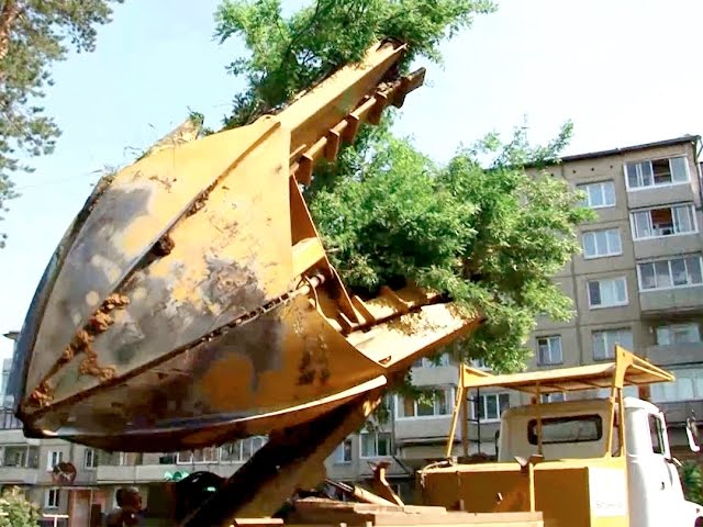 Вместо пилы – лопата!