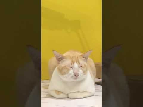 kanomjeen the lazy cat #kanomjeennamyathecat #cat #แมว